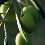 olive de provence
