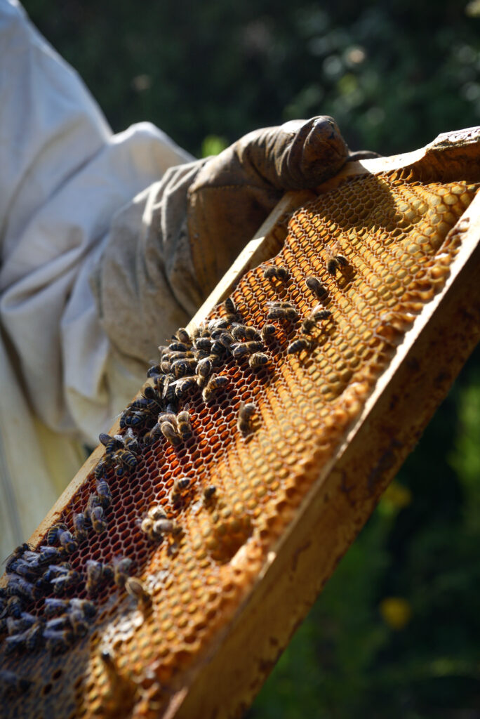 abeilles de provence